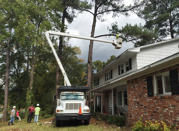 How Our Tree Care Process Works  in  Fruitland, IA